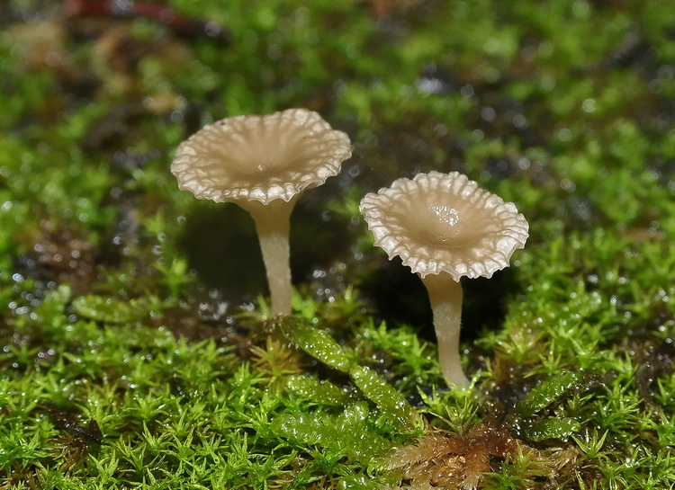 Arrhenia rickenii (Hora) Watling)